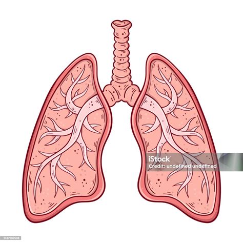 気管と気管支を持つ人間の肺の手描きの漫画のシンプルなベクターイラスト ベクター画像のベクターアート素材や画像を多数ご用意 ベクター画像 人物 呼吸器学 Istock