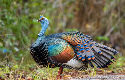 Ocellated Turkey From Calakmul Camp M Xico On May At