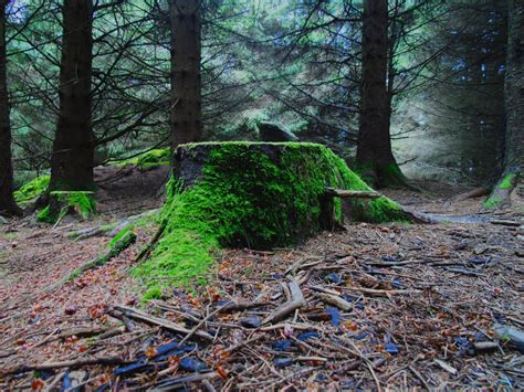 Darmowe Zdjęcia drzewo Natura pustynia gałąź roślina ślad