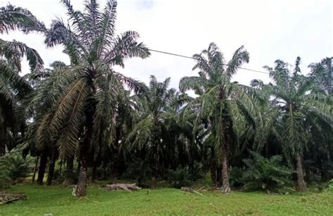 Pondok Kebun Sawit Perumperindo Co Id