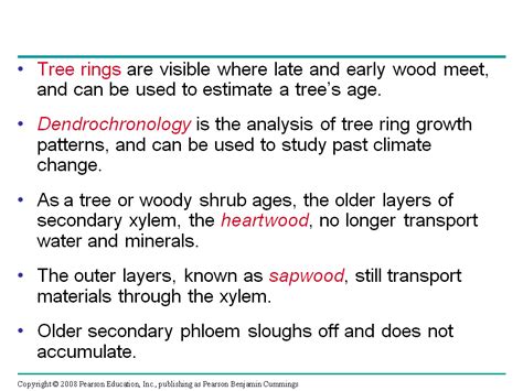 The Vascular Cambium And Secondary Vascular Tissue