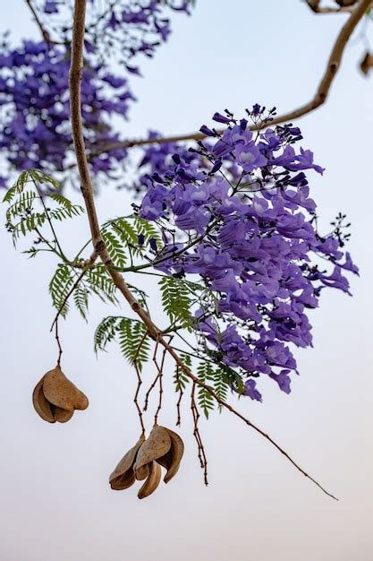 Árbol de jacaranda azul de la especie jacaranda mimosifolia con flores