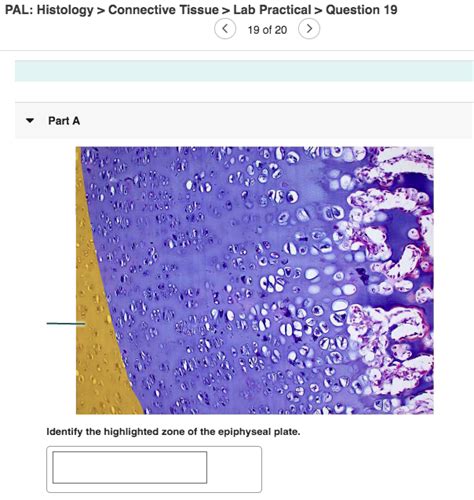 Solved Pal Histology Connective Tissue Lab Practical Chegg