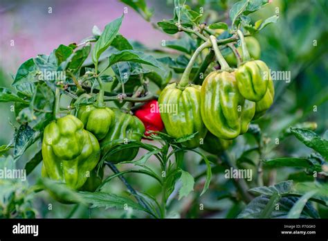 Ripe Green And Red Colors Of Spicy Flavored Jamaican Scotch Bonnet