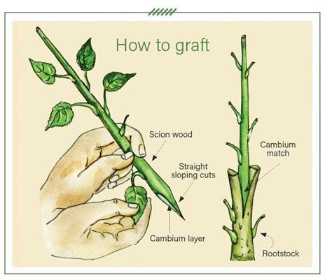 Grafting In Plants