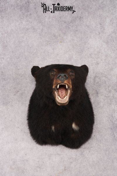 Black Bear Taxidermy Mounts