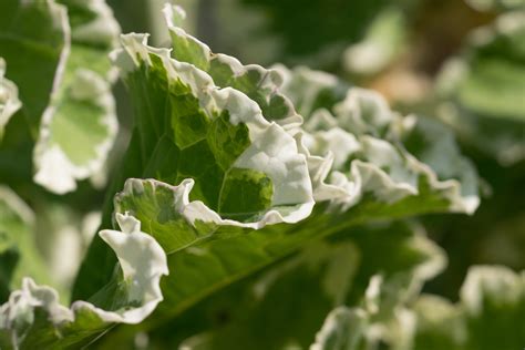 Garten Navi Ewiger Kohl Brassica Oleracea Var Ramosa Variegata