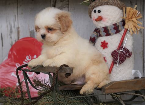 Shih Tzu For Sale Millersburg Oh Male Dakota Ac Puppies Llc