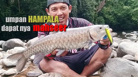 Umpan Casting Hampala Di Hajar Ikan Mahseer YouTube