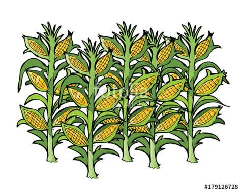 Corn Field Vector at Vectorified.com | Collection of Corn Field Vector ...