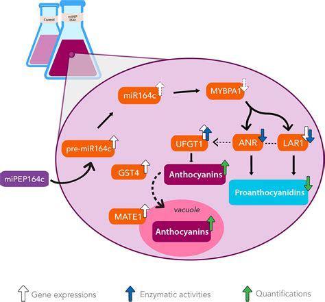 Frontiers Exogenous Application Of Non Mature Mirna Encoded Mipep164c