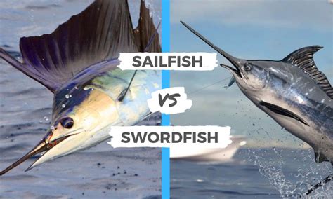 Sailfish Vs Swordfish The Main Differences