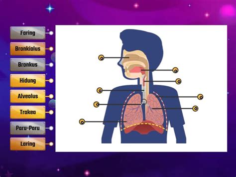 KUIS 1 SISTEM PERNAPASAN MANUSIA Labelled Diagram