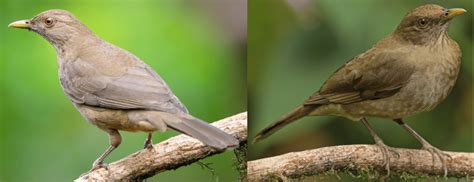 30 COMMON Birds Found in Mexico! (2025) - Bird Watching HQ