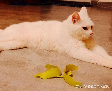 告诉你个秘密：“绝育” 的猫和“不绝育”的猫，差别很大！ 知乎