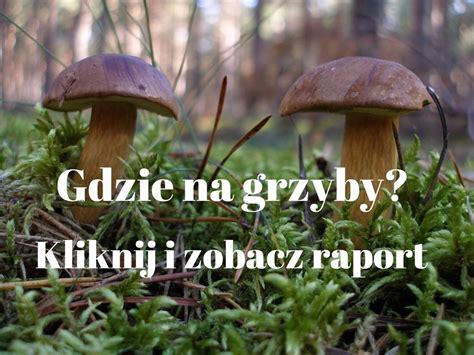 Gdzie Na Grzyby W Wojew Dztwie L Skim Pokazujemy Najlepsze Miejsca