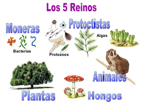 Los Reinos De La Naturaleza Inicio