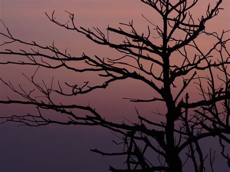 Free Images Tree Branch Silhouette Cloud Black And White Sky