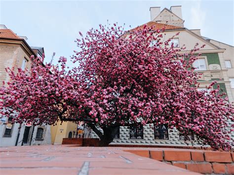 Rvores Flores Pequenas Vermelhas Amarelas Rosas E Mais