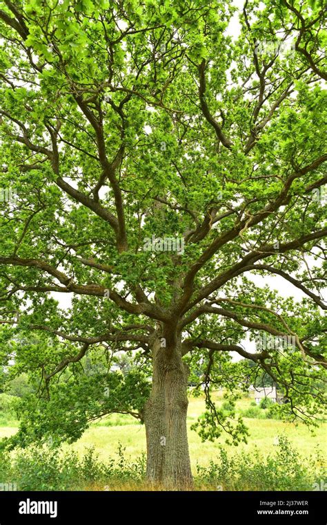 El roble común o roble europeo Quercus robur es un árbol caducifolio