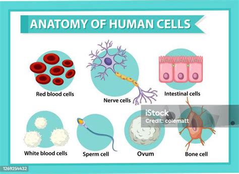 인간 세포에 대한 정보 포스터 과학에 대한 스톡 벡터 아트 및 기타 이미지 과학 난자 대조 Istock
