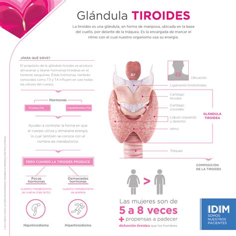 TIROIDES Síntomas y consecuencias de la disfunción tiroidea