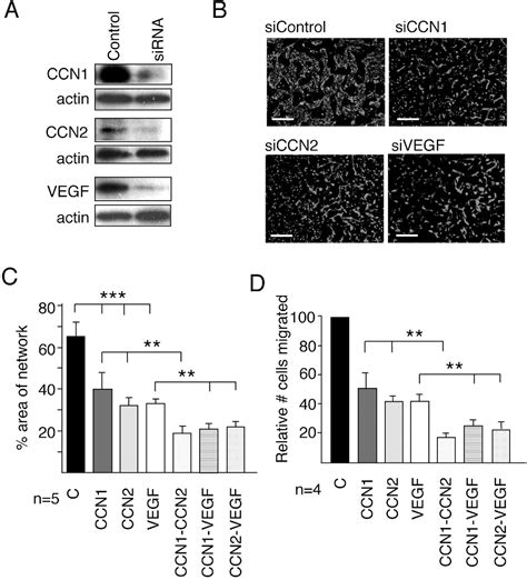 Figure From Cyr Ccn And Ctgf Ccn Mediate The Proangiogenic