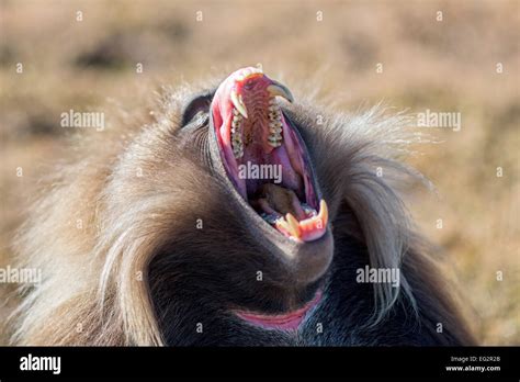 Yawning male gelada baboon displaying its teeth and gums Stock Photo ...