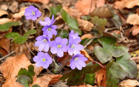 Images Gratuites la nature fleur pétale Floraison botanique