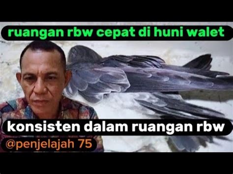 Rahasia Walet Cepat Tinggal Dalam Ruangan Rbw Ikuti Langkah Ini YouTube