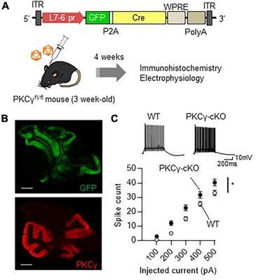 Frontiers Protein Kinase C Negatively Regulates The Intrinsic