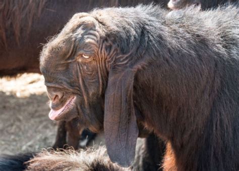 Weird Goat Breeds Meet These Unusual Looking Goats