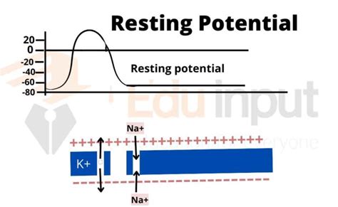 Resting Membrane Potential