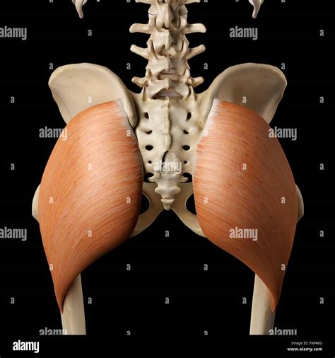 Human Gluteus Maximus Muscles Computer Illustration Stock Photo Alamy