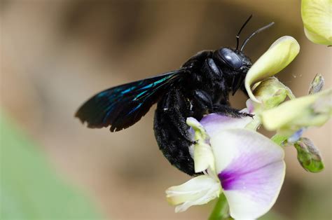 Carpenter Bee Identification Guide Advanced Termite Control Inc