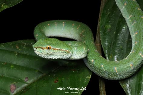 Tropidolaemus Subannulatus Bornean Keeled Pit Viper Biodiversity