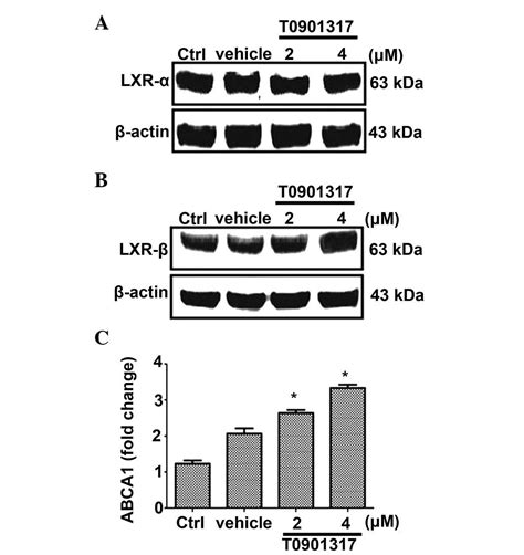 LXR Agonist T0901317 Upregulates Thrombomodulin Expression In