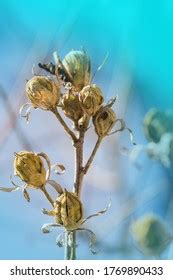 Hibiscus Seed Images Stock Photos Vectors Shutterstock