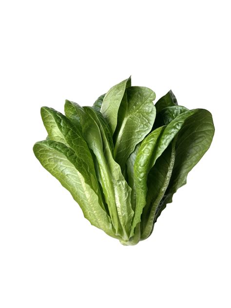 Romaine Lettuce Herbivore Philippines