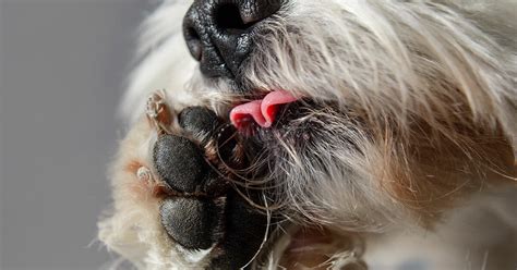 Hund hittas fastkedjad till ett stängsel medan hon diar sina sex små valpar