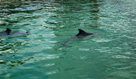 Harbour Porpoise - Facts, Information & Pictures