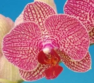 Dtps Taisuco Deiform Welcome To Orchid Cultivators