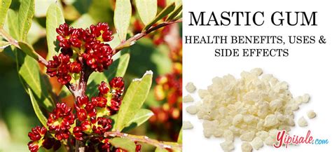 Exploring The Health Benefits And Historical Significance Of Mastic Gu