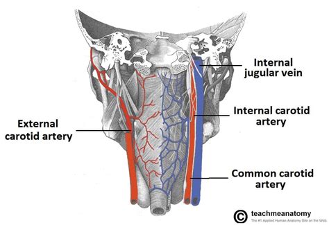 The Pharynx Subdivisions Blood Supply Teachmeanatomy