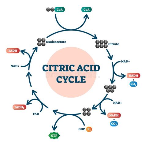 Citric Acid Cycle Diagram Vector Illustration Molecular Scheme Stock