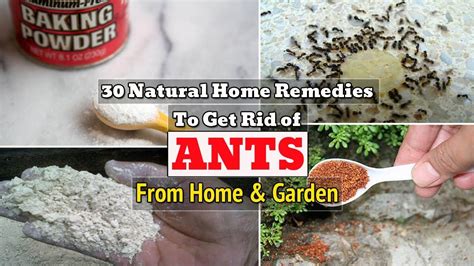 30 Natural Home Remedies To Get Rid Of Ants From Home And Garden In 2020 Natural Home Remedies