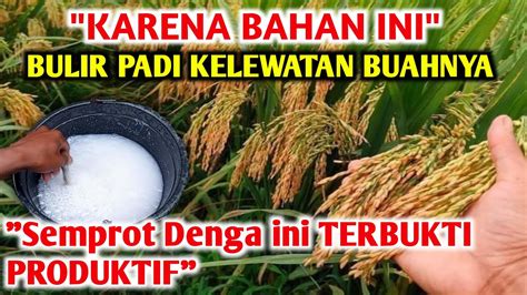 Percaya Atau Tidak Dengan Ini PANEN PULUHAN TON Cara Agar Panen Padi