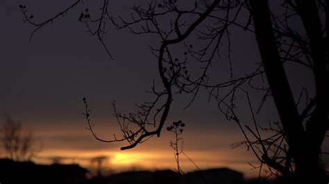 Red sunset bare branches silhouette 3 41471278 Stock Video at Vecteezy