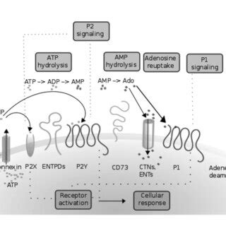 Schematic Representation Of Purinergic Signaling Cells Release Atp