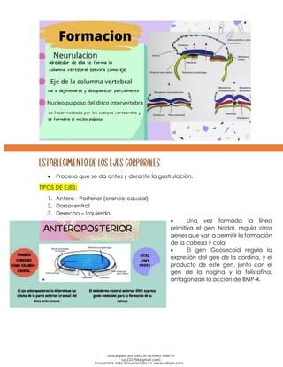 Tercera Semana Del Desarrollo Embrionario Downloable